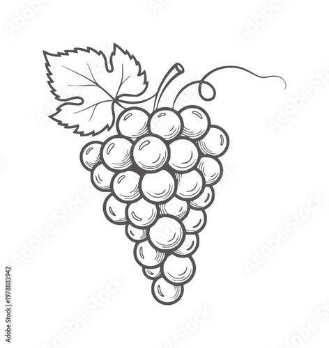 Black and white line of a bunch of grapes with a leaf fruit vine