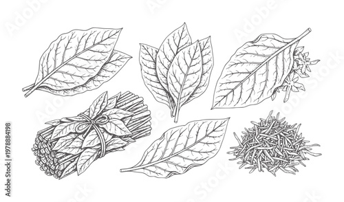 Hand drawn botanical of tobacco leaves and dried tobacco bundle flowers