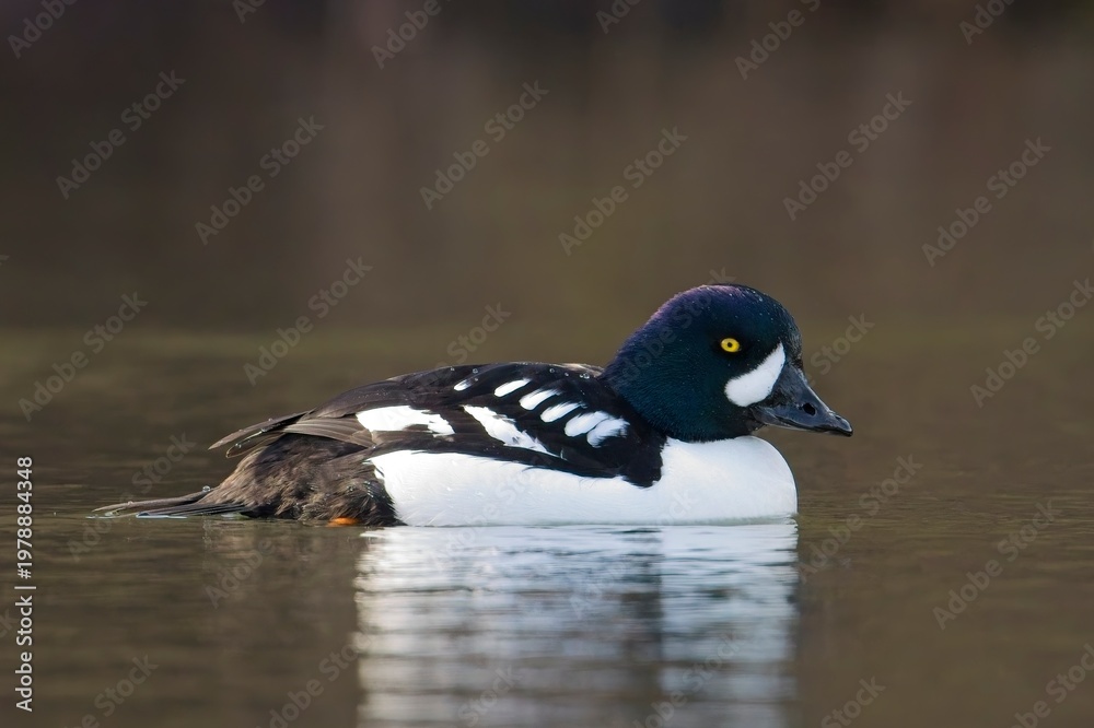 Fototapeta premium Barrow's goldeneye swimming in water.