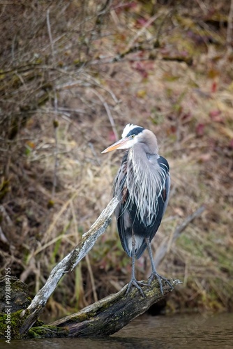  Portraiture of a perched heron.
