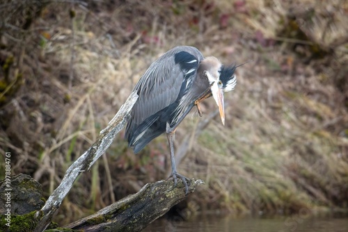   Great blue heron scratches itself.