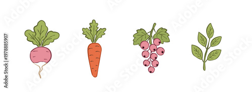 Hand drawn vegetables and plants set with carrot radish berries and leaves illustration