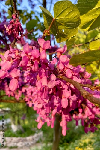 Judas tree (Cercis siliquastrum) is a shrub-like tree