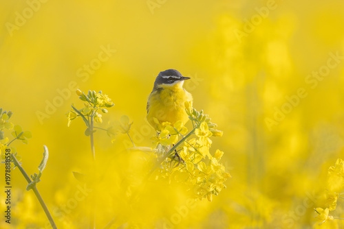 Foto Western yellow wagtail (Motacilla flava) in rapeseed