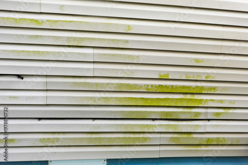 Green organic algae debris on the siding of a house