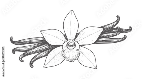 Hand drawn vanilla orchid flower with dark pods botanical