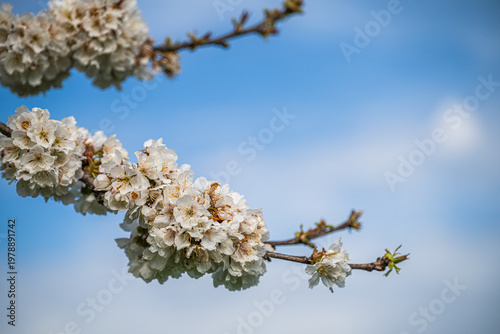 cherry blossoms on a tree with shallow depth of field.