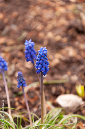Closeup of a bunch of purple blue grape hyacinth flowers