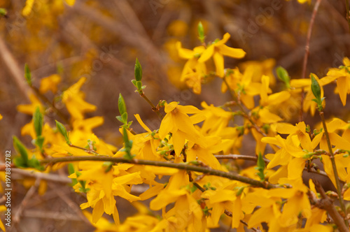 Forsythia bush blooms in spring in the garden