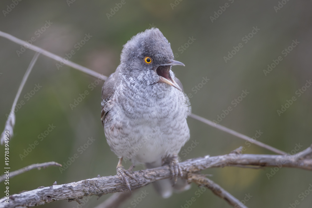 Fototapeta premium Barred warbler (Sylvia nisoria), male