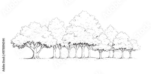 Line of a row of deciduous trees with textured foliage nature monochrome