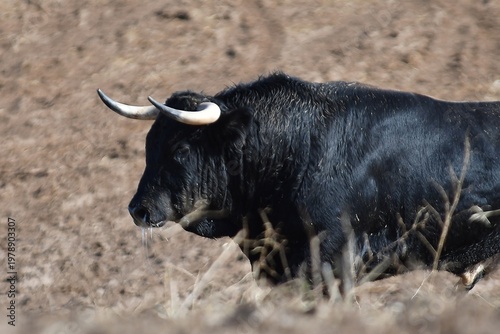 buffalo in the field