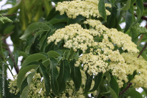Blue Elderberry, Sambucus Mexicana, a superlative native synoecious perennial arborescent shrub displaying terminal cymose panicle inflorescences during Spring in Coastal Los Angeles County.