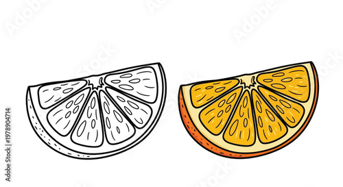 A vibrant illustration depicts two orange slices one colored and one outlined showcasing citrus detail