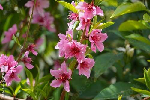 Pink flowers of a nectarine tree, or Prunus persica, in the spring