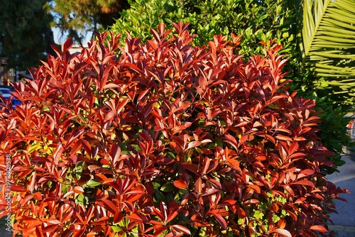 A photinia fraseri red robin shrub with red and green leaves in a park in Attica, Greece