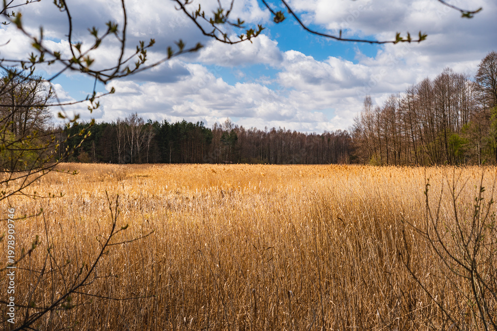 Fototapeta premium a withered reed, bathed in sunlight, growing at the edge of the forest