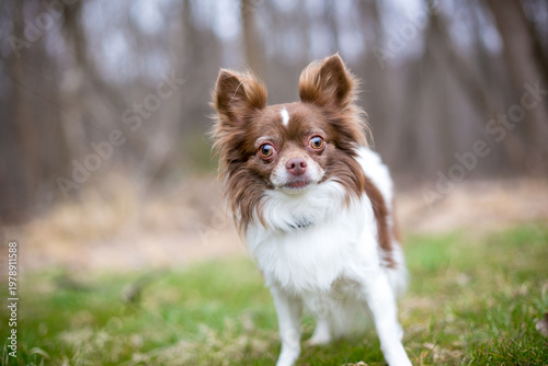 A Papillon x Chihuahua mixed breed dog with a wide eyed expression