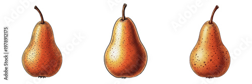 Tableau sur toile Collection of Three Realistic Bosc Pear Illustrations: Ripe Brown Russet Pears, Detailed Botanical Fruit Sketches, Hand-Drawn Food Art Isolated on White for Menus and Kitchen Design