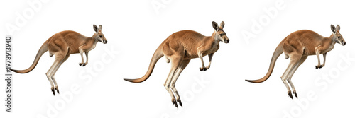 Photography Red Kangaroo Jumping Action Pose Set Isolated on Pure White Background for Natur