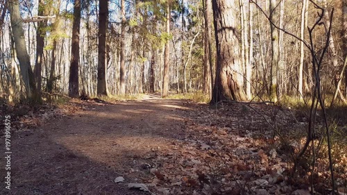 Low angle shot springtime woodland landscape on edge of mixed forest with empty tree-shaded trail among old pines and bare deciduous trees at sunny day of early spring. No people natural background.