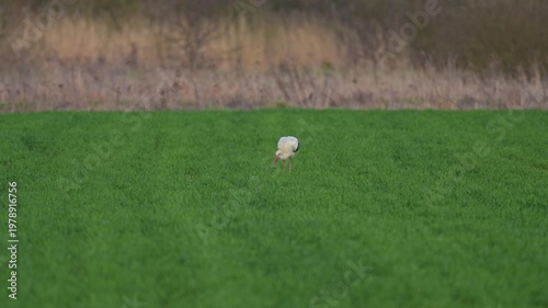White stork walks on green field searching for food and hunting small prey in slow motion with soft evening light showing feather detail