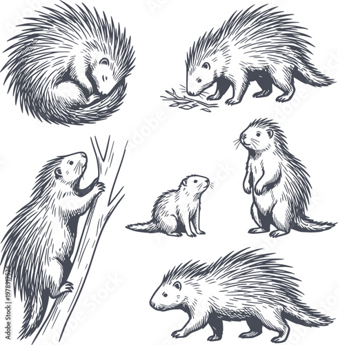 set of hand drawn porcupine illustrations in various poses with black fill and no white fills included