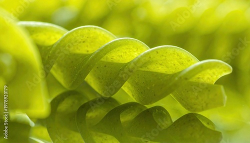 Close-up of succulent leaves creating a spiral pattern in nature.