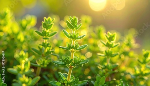 Close-up of Thyme Plant in Sunlight - Aromatic Herb Garden.