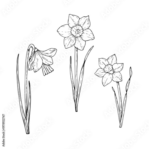 Vector daffodils flowers. Graphic Narcissus, easter hand drawn illustration isolated on background. Botanical and wedding, baby clip art. For greeting card, wallpaper, wrapping paper design, textile