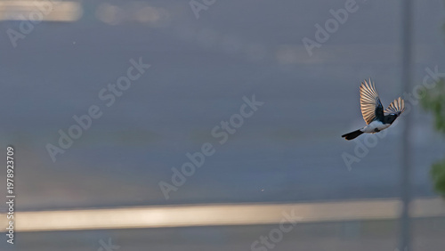 birds (Willie Wagtail) in flight