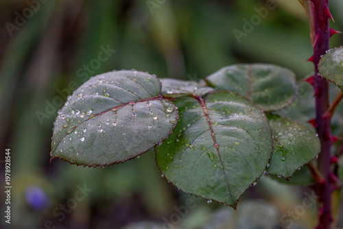 Sparkling water droplets adorning rose leaves in soft sunlight