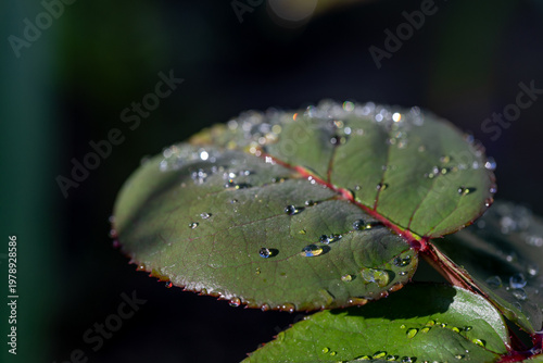 Sparkling water droplets adorning rose leaves in soft sunlight