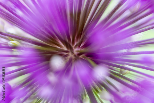Purple allium flower showing radial symmetry and blurred petals