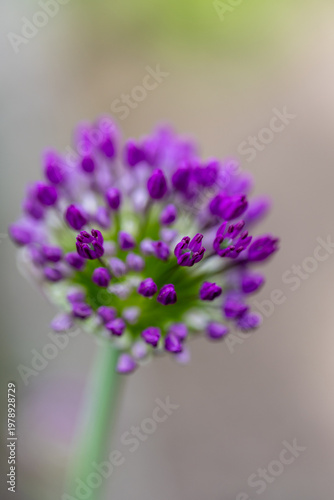 Blooming purple allium flower showing tiny buds in spring garden