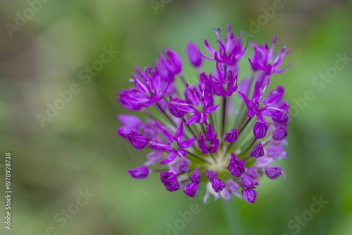 Blooming purple allium flower showing tiny buds and blossoms in spring garden