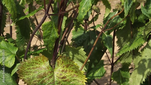 A panning close-up shows the green leaves, reddish stems, and fuzzy spherical seed heads of Tuberous Jerusalem sage. Phlomoides tuberosa stands in a garden after its summer flowering stage. 