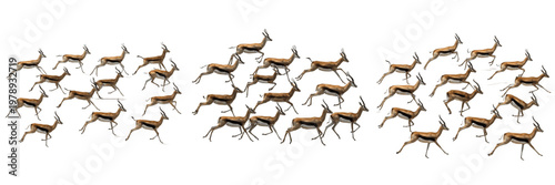 Fotografie Set Of Three African Impala Antelope Herds Running At High Speed Isolated On Whi