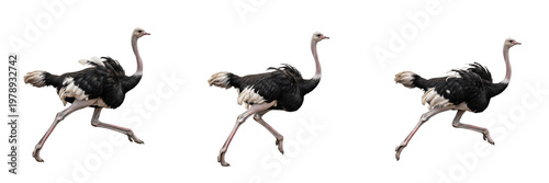 Tableau sur toile Set Of Three African Ostrich Birds Running At High Speed Isolated On Plain White