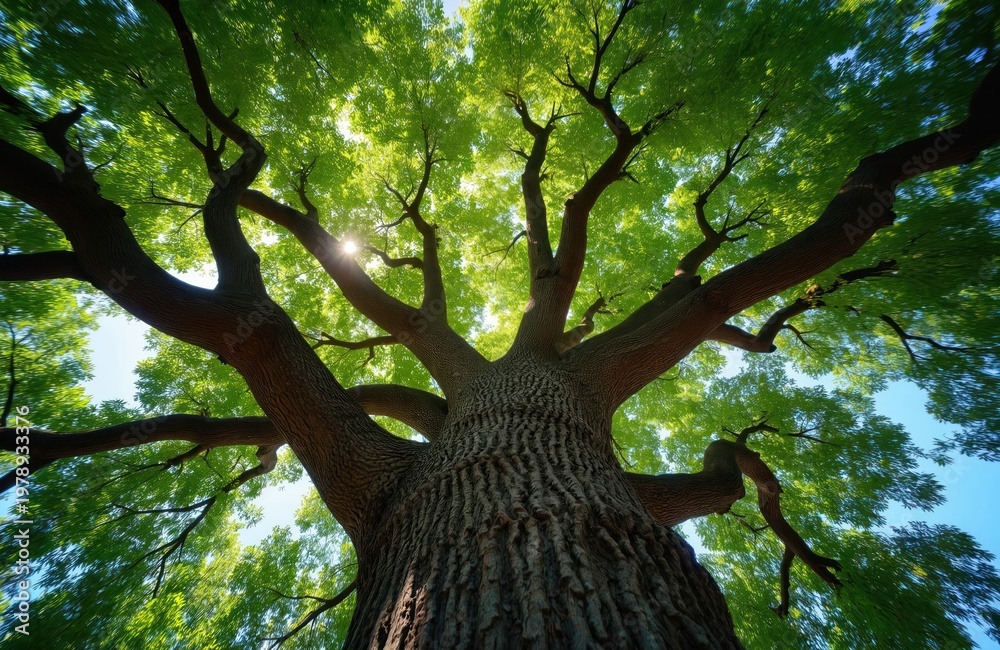 Naklejka premium Looking up at massive oak tree canopy with sun rays shining through rich green leaves. Wide angle view of textured bark and sprawling branches against bright blue sky.