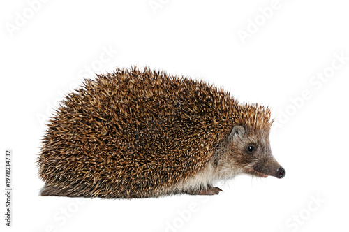 Hedgehog Erinaceus Europaeus against a white background