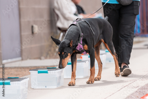 Billede på lærred Doberman pincher dog looking for odor during a scent game