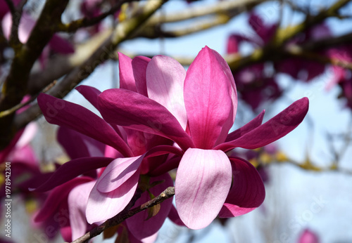 Magnolia Susan in bloom. A close-up of the pink flowers of the magnolia tree.