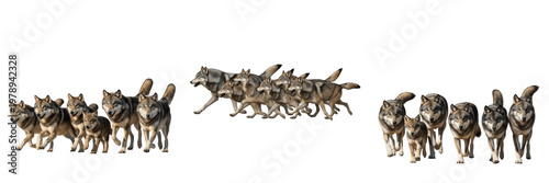 Canvastavla Wild Gray Wolf Pack Action Poses Set Featuring Multiple Wolves Running and Walki