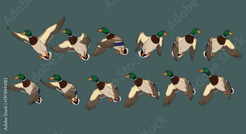 A sequence of mallard ducks in various flight poses against a muted background.
