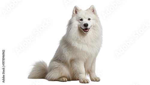 Εκτύπωση καμβά Isolated happy, fluffy white Samoyed dog sitting, looking at camera with a friendly smile