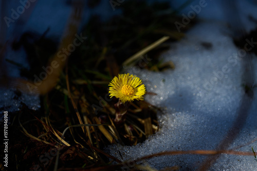 Yellow Coltsfoot Flower Emerging from Melting Snow in Nordic Spring