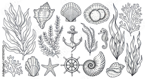 Nautical Elements Collection: Seashells, Seahorse, Anchor, Ship Wheel, Seaweed