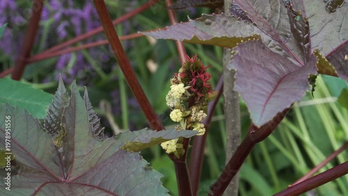 A close-up of a Castor oil plant (Ricinus communis) in its early flowering stage. The reddish buds emerge between vibrant, dark red-green leaves with a shallow depth of field view. 