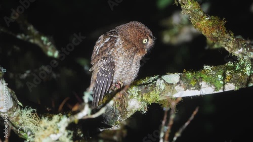 Bare-shanked Screech Owl Calling at Night in Costa Rica